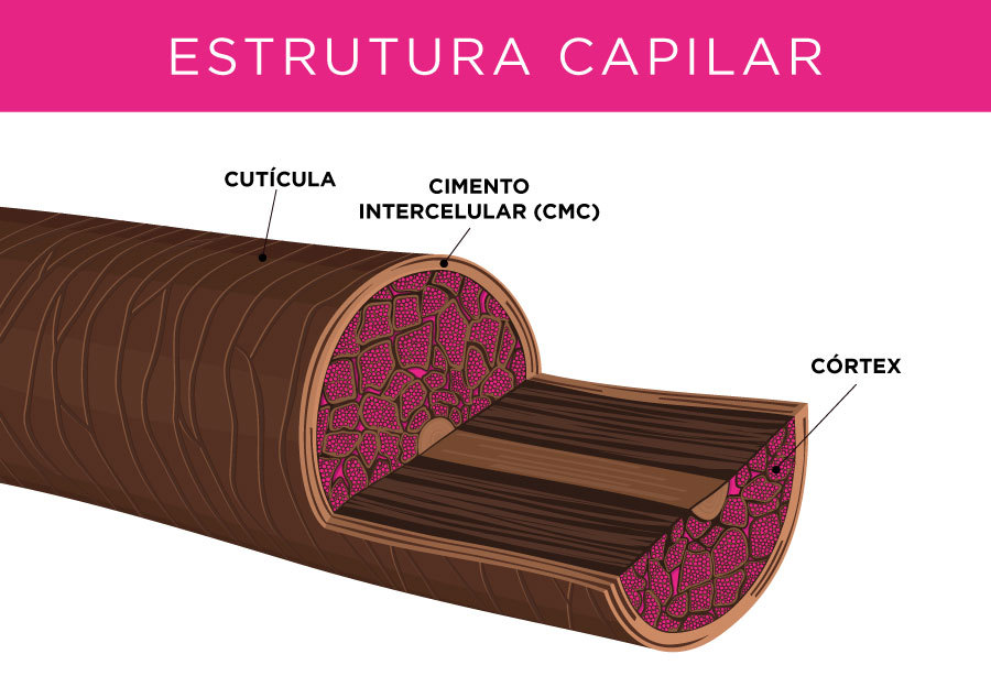 A imagem mostra a estrutura capilar internamente.